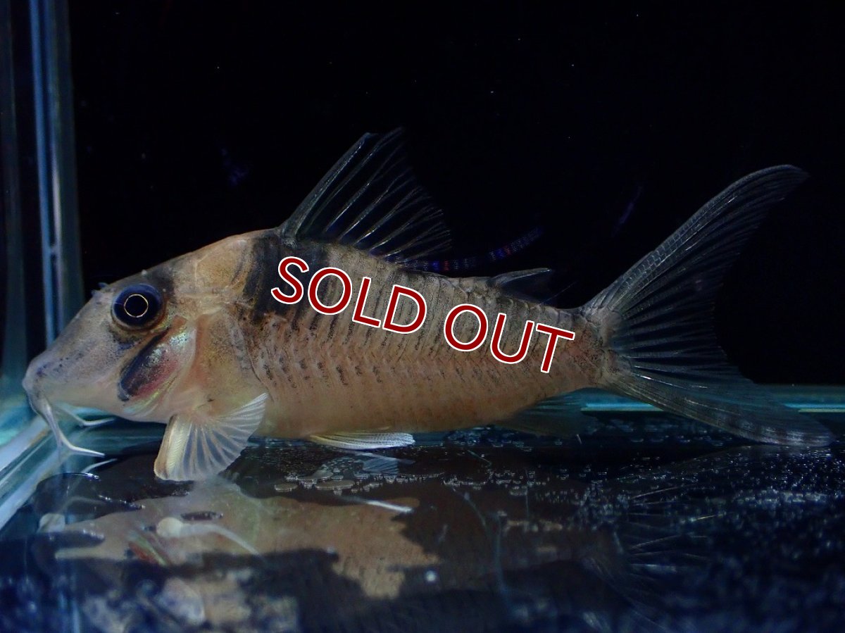画像4: 【淡水魚】【通販】珍種 コリドラス sp ロングノーズヴァージナエ サンガブリエル産 ワイルド【1匹 サンプル画像】±7cm(生体)(熱帯魚)NKCR (4)