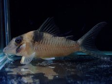 画像4: 【淡水魚】【通販】珍種 コリドラス sp ロングノーズヴァージナエ サンガブリエル産 ワイルド【1匹 サンプル画像】±7cm(生体)(熱帯魚)NKCR (4)