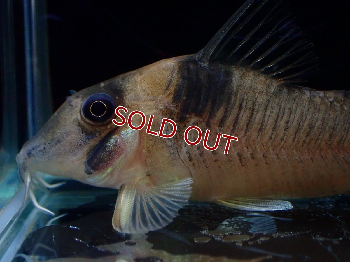 画像5: 【淡水魚】【通販】珍種 コリドラス sp ロングノーズヴァージナエ サンガブリエル産 ワイルド【1匹 サンプル画像】±7cm(生体)(熱帯魚)NKCR (5)