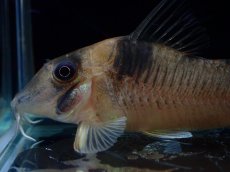 画像5: 【淡水魚】【通販】珍種 コリドラス sp ロングノーズヴァージナエ サンガブリエル産 ワイルド【1匹 サンプル画像】±7cm(生体)(熱帯魚)NKCR (5)
