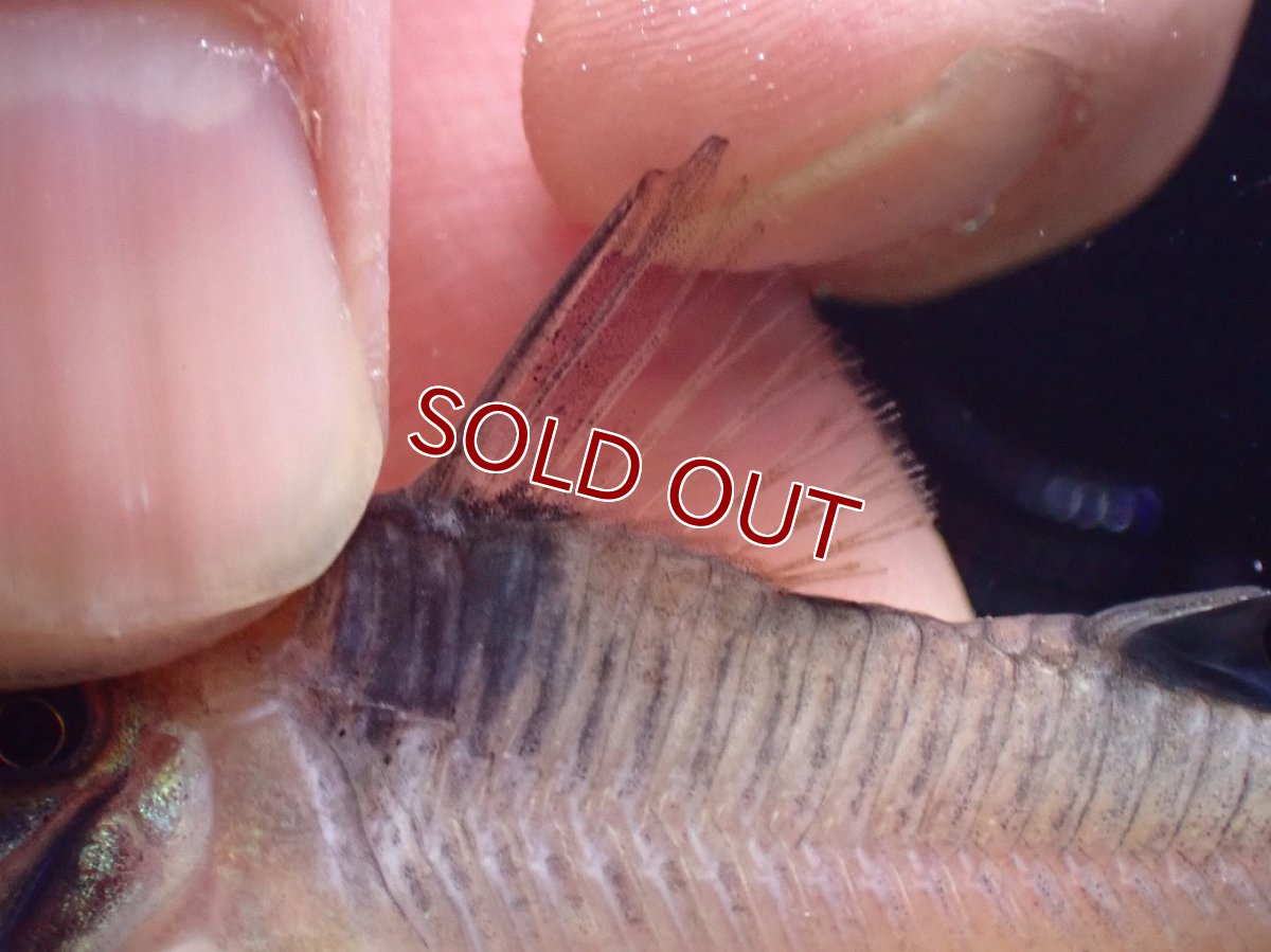 画像6: 【淡水魚】【通販】珍種 コリドラス sp ロングノーズヴァージナエ サンガブリエル産 ワイルド【1匹 サンプル画像】±7cm(生体)(熱帯魚)NKCR (6)