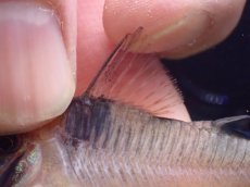 画像6: 【淡水魚】【通販】珍種 コリドラス sp ロングノーズヴァージナエ サンガブリエル産 ワイルド【1匹 サンプル画像】±7cm(生体)(熱帯魚)NKCR (6)