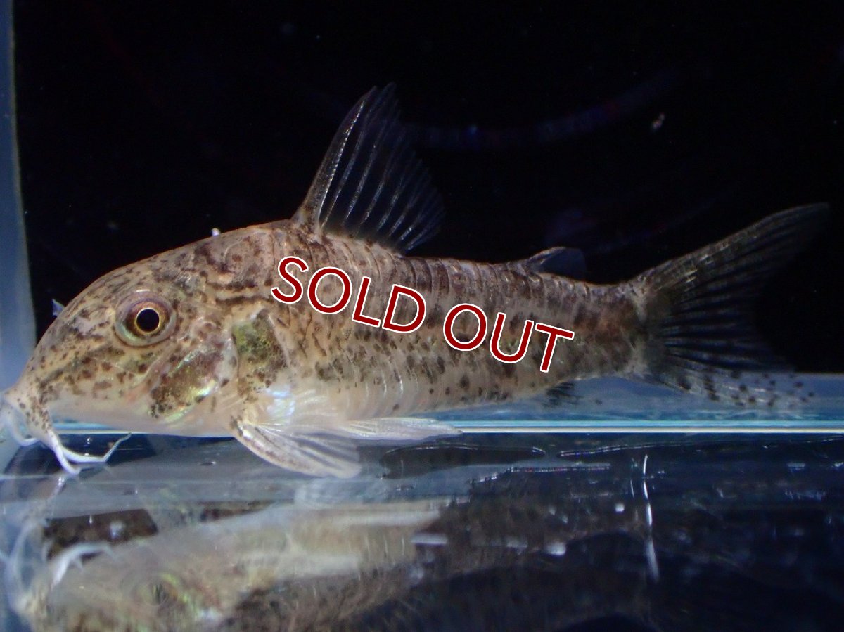 画像1: 【30%OFF対象商品30周年セール 淡水魚】【淡水魚】【通販】激レア コリドラス リアル コチュイ タパジョス産 ワイルド【1匹 サンプル画像】(±3.5cm)(生体)(熱帯魚)NKCR (1)
