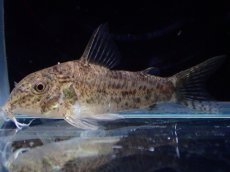 画像1: 【淡水魚】【通販】激レア コリドラス リアル コチュイ タパジョス産 ワイルド【1匹 サンプル画像】(±3.5cm)(生体)(熱帯魚)NKCR (1)