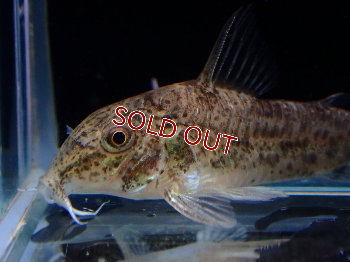 画像2: 【30%OFF対象商品30周年セール 淡水魚】【淡水魚】【通販】激レア コリドラス リアル コチュイ タパジョス産 ワイルド【1匹 サンプル画像】(±3.5cm)(生体)(熱帯魚)NKCR (2)