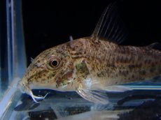 画像2: 【淡水魚】【通販】激レア コリドラス リアル コチュイ タパジョス産 ワイルド【1匹 サンプル画像】(±3.5cm)(生体)(熱帯魚)NKCR (2)