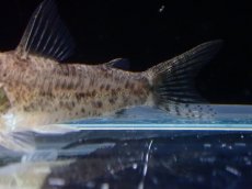 画像3: 【淡水魚】【通販】激レア コリドラス リアル コチュイ タパジョス産 ワイルド【1匹 サンプル画像】(±3.5cm)(生体)(熱帯魚)NKCR (3)