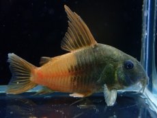 画像1: 【淡水魚】【通販】新種 コリドラス ビーコンコロール コロンビア産 ワイルド【1匹 サンプル画像】(±5cm)(コリドラス)(生体)(熱帯魚)NKCR (1)
