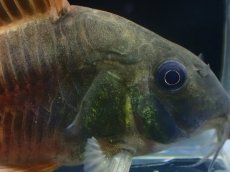 画像2: 【淡水魚】【通販】新種 コリドラス ビーコンコロール コロンビア産 ワイルド【1匹 サンプル画像】(±5cm)(コリドラス)(生体)(熱帯魚)NKCR (2)