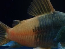 画像3: 【淡水魚】【通販】新種 コリドラス ビーコンコロール コロンビア産 ワイルド【1匹 サンプル画像】(±5cm)(コリドラス)(生体)(熱帯魚)NKCR (3)