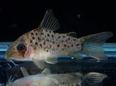画像1: 【淡水魚】【通販】レア種 コリドラス レナ【１匹 サンプル画像】(±3cm)(コリドラス)(生体)(熱帯魚)NKCR (1)
