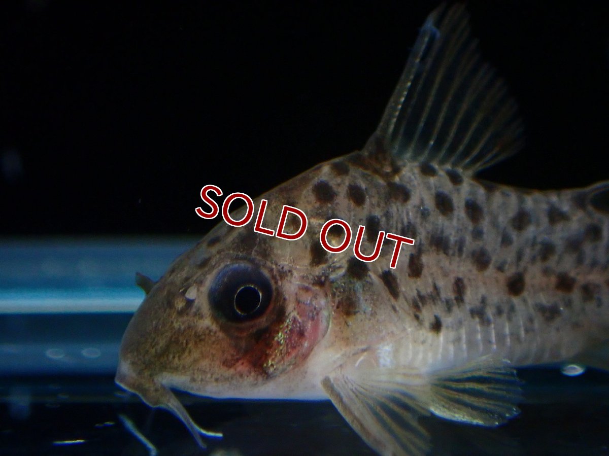 画像2: 【淡水魚】【通販】レア種 コリドラス レナ【１匹 サンプル画像】(±3cm)(コリドラス)(生体)(熱帯魚)NKCR (2)