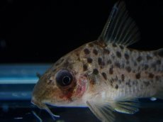 画像2: 【淡水魚】【通販】レア種 コリドラス レナ【１匹 サンプル画像】(±3cm)(コリドラス)(生体)(熱帯魚)NKCR (2)
