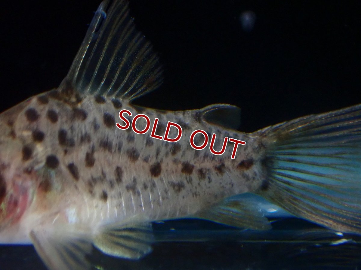 画像3: 【淡水魚】【通販】レア種 コリドラス レナ【１匹 サンプル画像】(±3cm)(コリドラス)(生体)(熱帯魚)NKCR (3)