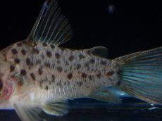 画像3: 【淡水魚】【通販】レア種 コリドラス レナ【１匹 サンプル画像】(±3cm)(コリドラス)(生体)(熱帯魚)NKCR (3)