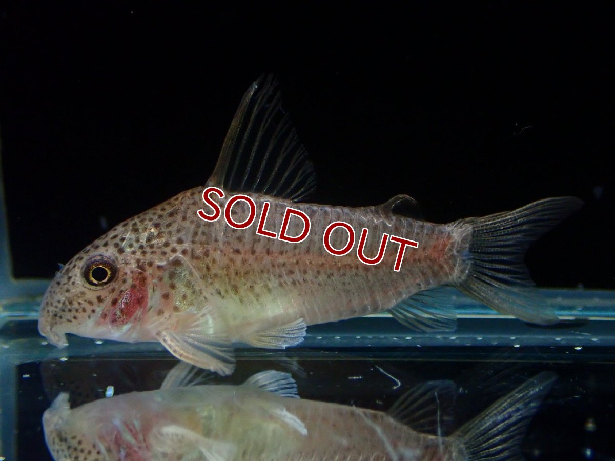 画像1: 【淡水魚】【通販】コリドラス アルボリネアータス ワイルド【１匹 サンプル画像】(±4cm)(コリドラス)(生体)(熱帯魚)NKCR (1)