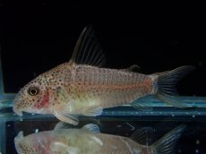 画像1: 【淡水魚】【通販】コリドラス アルボリネアータス ワイルド【１匹 サンプル画像】(±4cm)(コリドラス)(生体)(熱帯魚)NKCR (1)