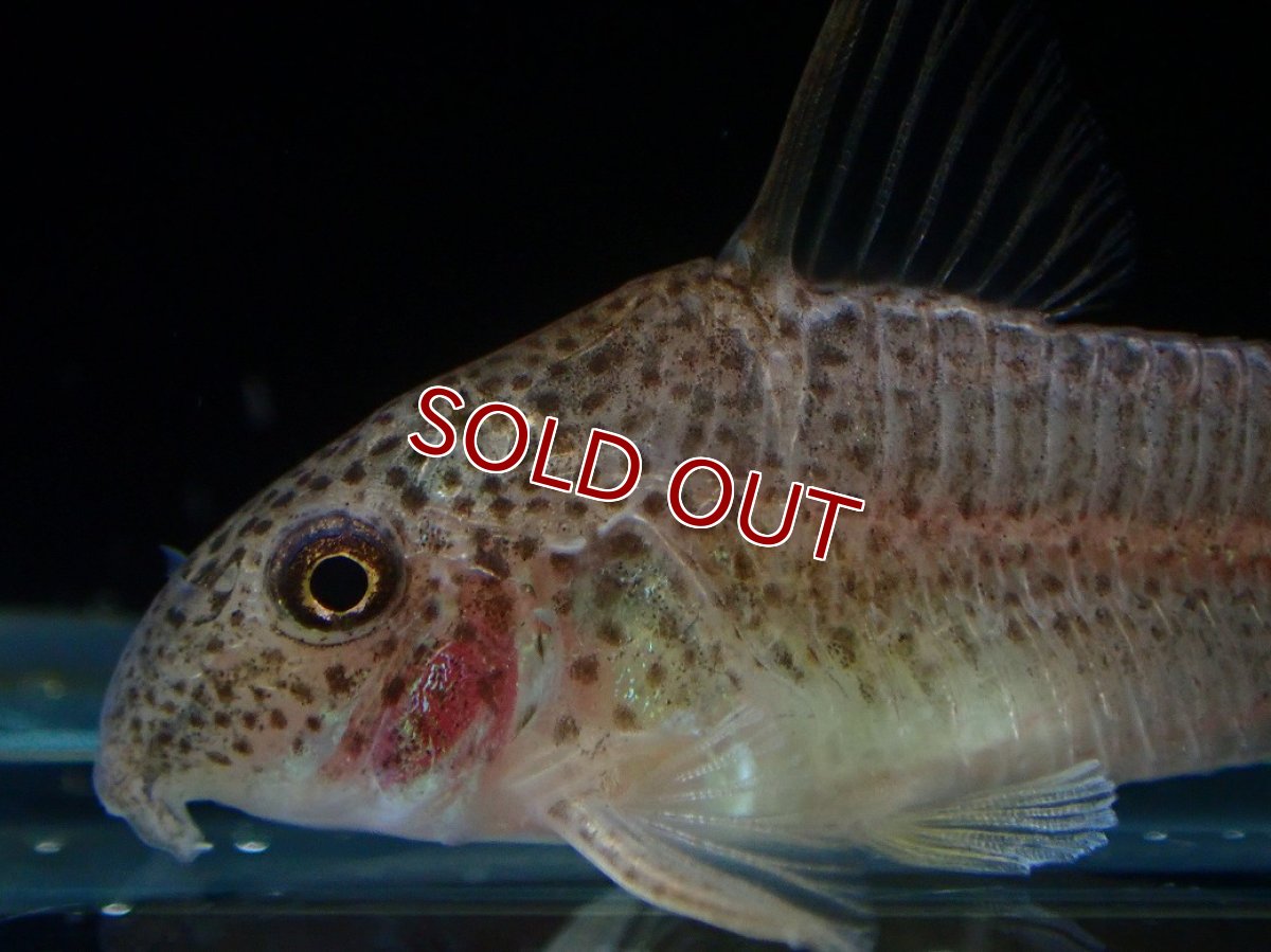 画像2: 【淡水魚】【通販】コリドラス アルボリネアータス ワイルド【１匹 サンプル画像】(±4cm)(コリドラス)(生体)(熱帯魚)NKCR (2)