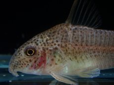 画像2: 【淡水魚】【通販】コリドラス アルボリネアータス ワイルド【１匹 サンプル画像】(±4cm)(コリドラス)(生体)(熱帯魚)NKCR (2)