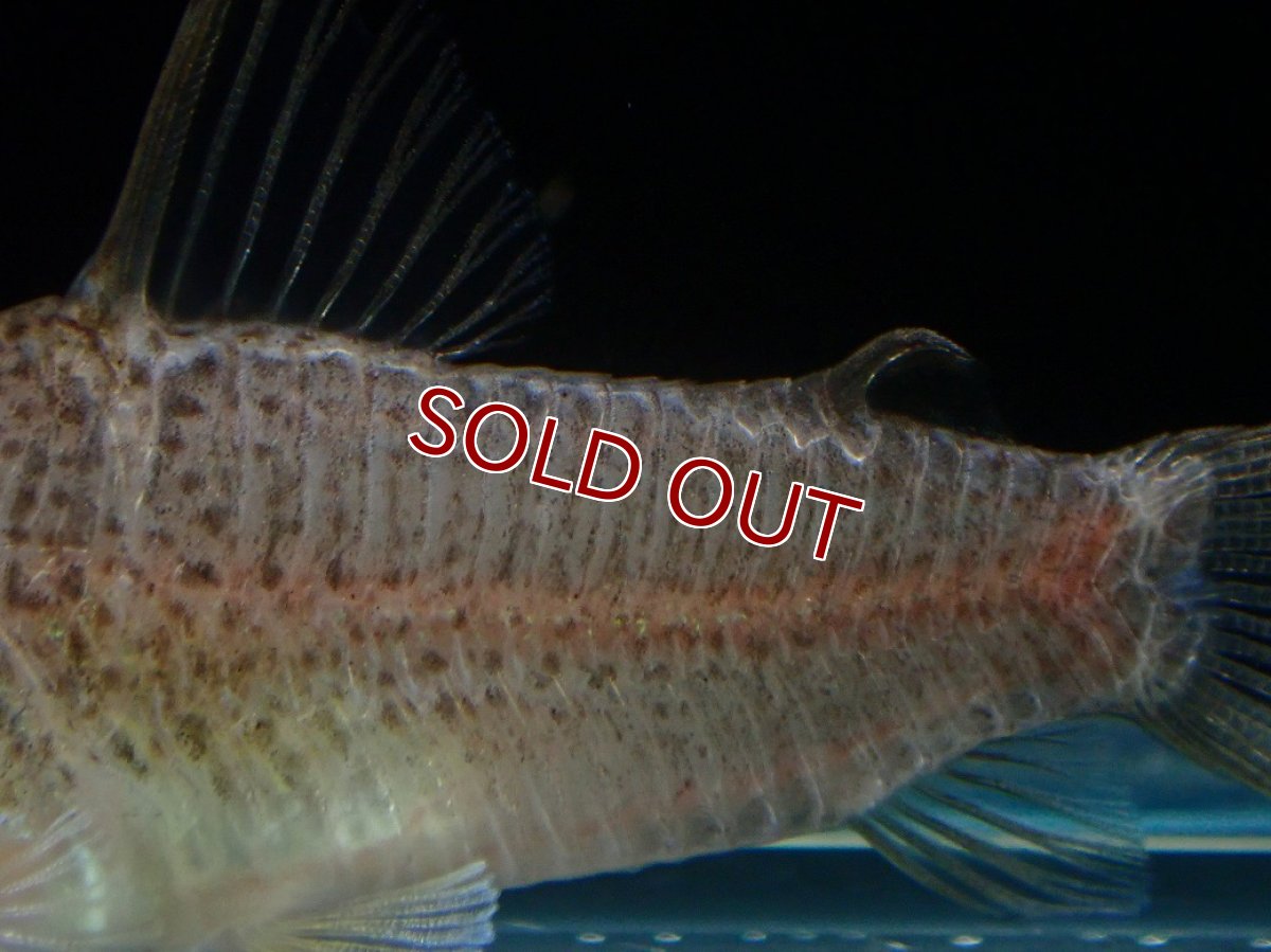 画像3: 【淡水魚】【通販】コリドラス アルボリネアータス ワイルド【１匹 サンプル画像】(±4cm)(コリドラス)(生体)(熱帯魚)NKCR (3)