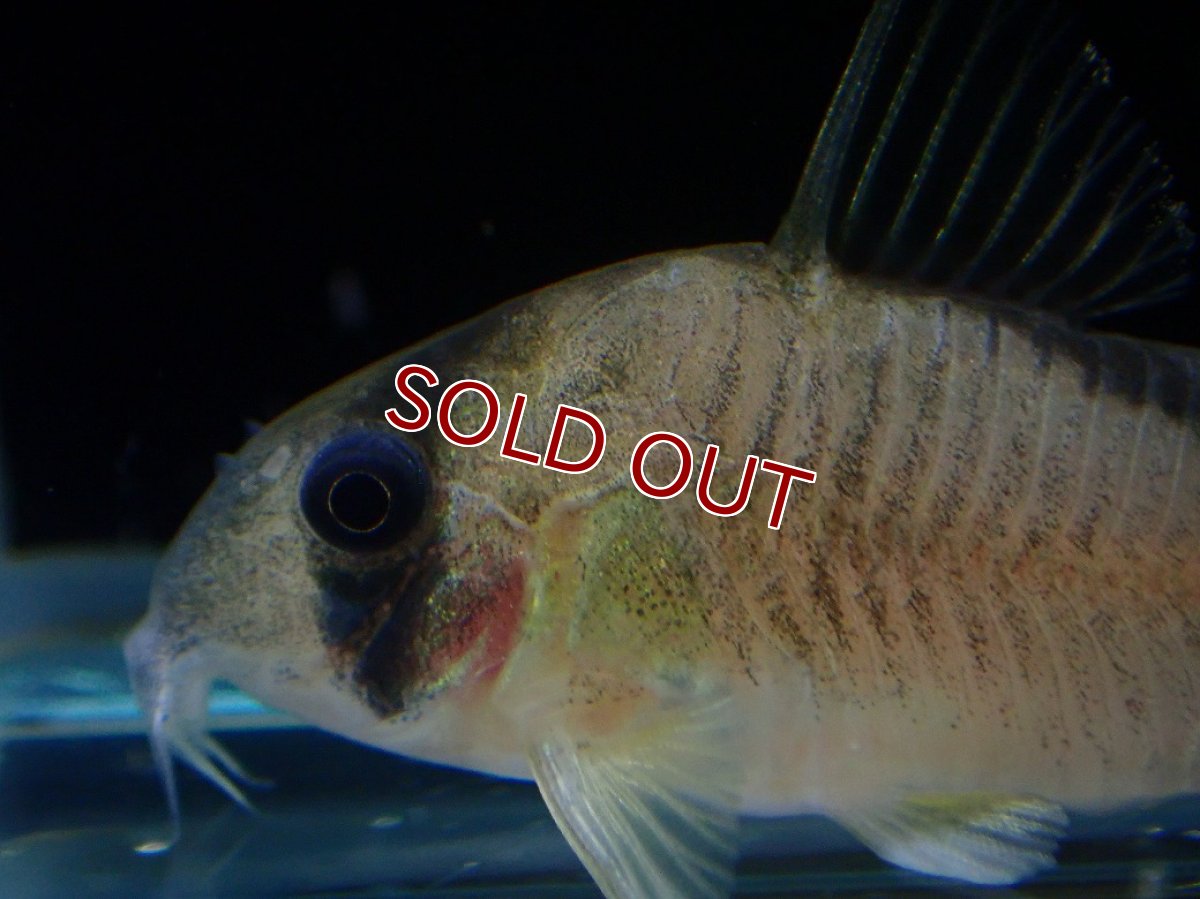 画像2: 【淡水魚】【通販】コリドラス ショートノーズネブリナエ ワイルド【１匹 サンプル画像】(±4cm)(コリドラス)(生体)(熱帯魚)NKCR (2)