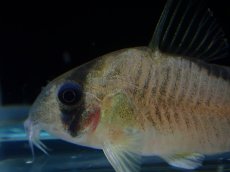 画像2: 【淡水魚】【通販】コリドラス ショートノーズネブリナエ ワイルド【１匹 サンプル画像】(±4cm)(コリドラス)(生体)(熱帯魚)NKCR (2)