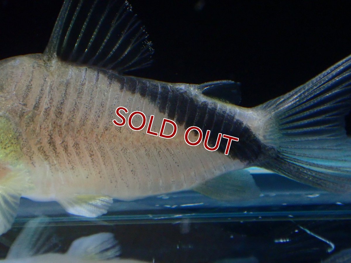 画像3: 【淡水魚】【通販】コリドラス ショートノーズネブリナエ ワイルド【１匹 サンプル画像】(±4cm)(コリドラス)(生体)(熱帯魚)NKCR (3)