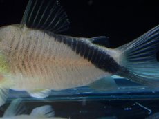 画像3: 【淡水魚】【通販】コリドラス ショートノーズネブリナエ ワイルド【１匹 サンプル画像】(±4cm)(コリドラス)(生体)(熱帯魚)NKCR (3)