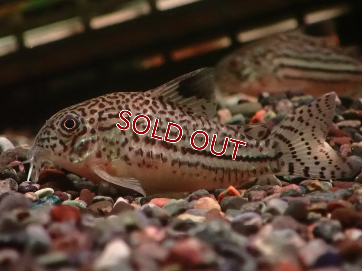 画像1: 【30%OFF対象商品30周年セール 淡水魚】【淡水魚】【通販】大特価 リアル コリドラス ジュリー プルス産 ワイルド【１匹 サンプル画像】(±5cm)(コリドラス)(生体)(熱帯魚)NKCR (1)