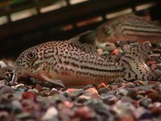 画像1: 【淡水魚】【通販】大特価 リアル コリドラス ジュリー プルス産 ワイルド【１匹 サンプル画像】(±5cm)(コリドラス)(生体)(熱帯魚)NKCR (1)