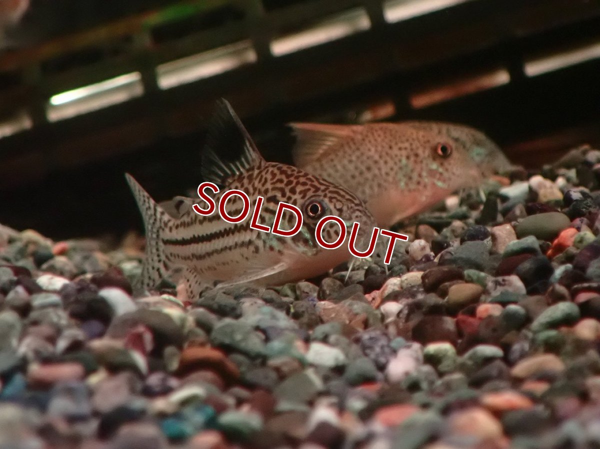 画像2: 【30%OFF対象商品30周年セール 淡水魚】【淡水魚】【通販】大特価 リアル コリドラス ジュリー プルス産 ワイルド【１匹 サンプル画像】(±5cm)(コリドラス)(生体)(熱帯魚)NKCR (2)