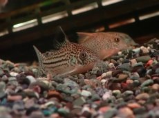 画像2: 【淡水魚】【通販】大特価 リアル コリドラス ジュリー プルス産 ワイルド【１匹 サンプル画像】(±5cm)(コリドラス)(生体)(熱帯魚)NKCR (2)