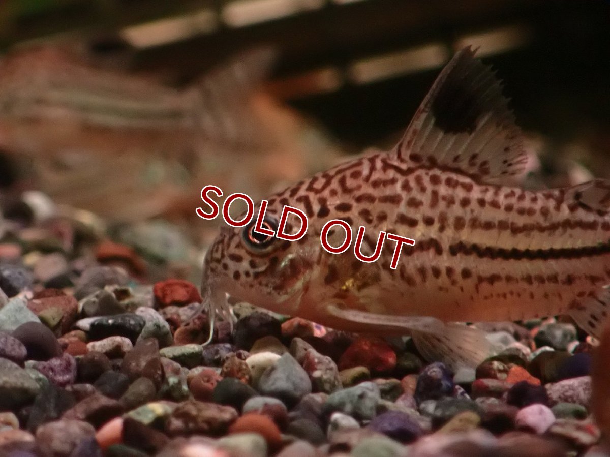 画像3: 【30%OFF対象商品30周年セール 淡水魚】【淡水魚】【通販】大特価 リアル コリドラス ジュリー プルス産 ワイルド【１匹 サンプル画像】(±5cm)(コリドラス)(生体)(熱帯魚)NKCR (3)