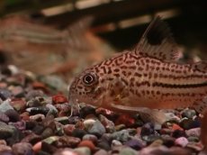 画像3: 【淡水魚】【通販】大特価 リアル コリドラス ジュリー プルス産 ワイルド【１匹 サンプル画像】(±5cm)(コリドラス)(生体)(熱帯魚)NKCR (3)