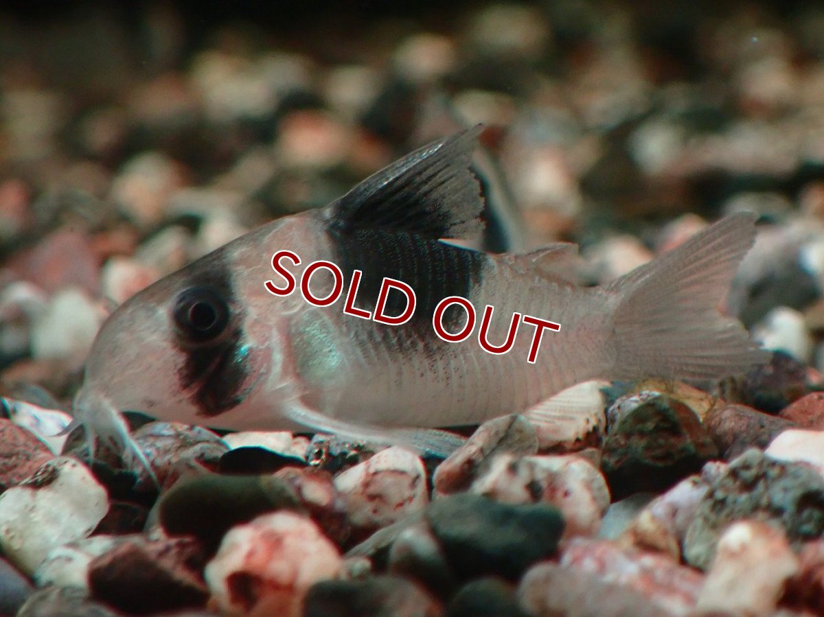 画像1: 【淡水魚】【通販】コリドラス ニュースーパービコロール ワイルド【１匹 サンプル画像】(±4cm)(コリドラス)(生体)(熱帯魚)NKCR (1)