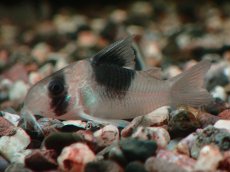 画像1: 【淡水魚】【通販】コリドラス ニュースーパービコロール ワイルド【１匹 サンプル画像】(±4cm)(コリドラス)(生体)(熱帯魚)NKCR (1)