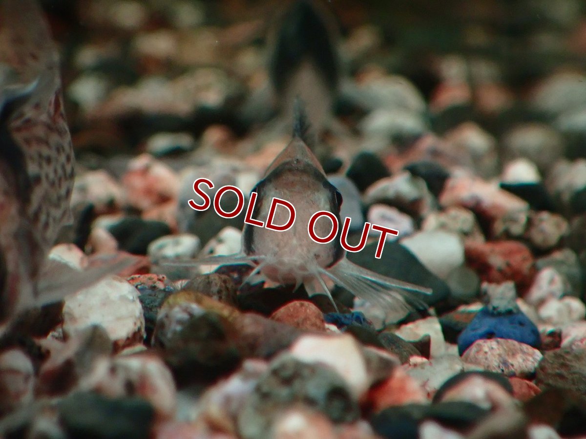 画像2: 【淡水魚】【通販】コリドラス ニュースーパービコロール ワイルド【１匹 サンプル画像】(±4cm)(コリドラス)(生体)(熱帯魚)NKCR (2)