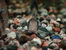 画像2: 【淡水魚】【通販】コリドラス ニュースーパービコロール ワイルド【１匹 サンプル画像】(±4cm)(コリドラス)(生体)(熱帯魚)NKCR (2)