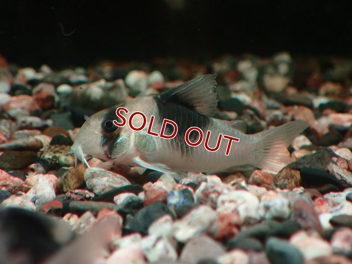 画像3: 【淡水魚】【通販】コリドラス ニュースーパービコロール ワイルド【１匹 サンプル画像】(±4cm)(コリドラス)(生体)(熱帯魚)NKCR (3)