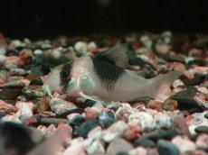 画像3: 【淡水魚】【通販】コリドラス ニュースーパービコロール ワイルド【１匹 サンプル画像】(±4cm)(コリドラス)(生体)(熱帯魚)NKCR (3)