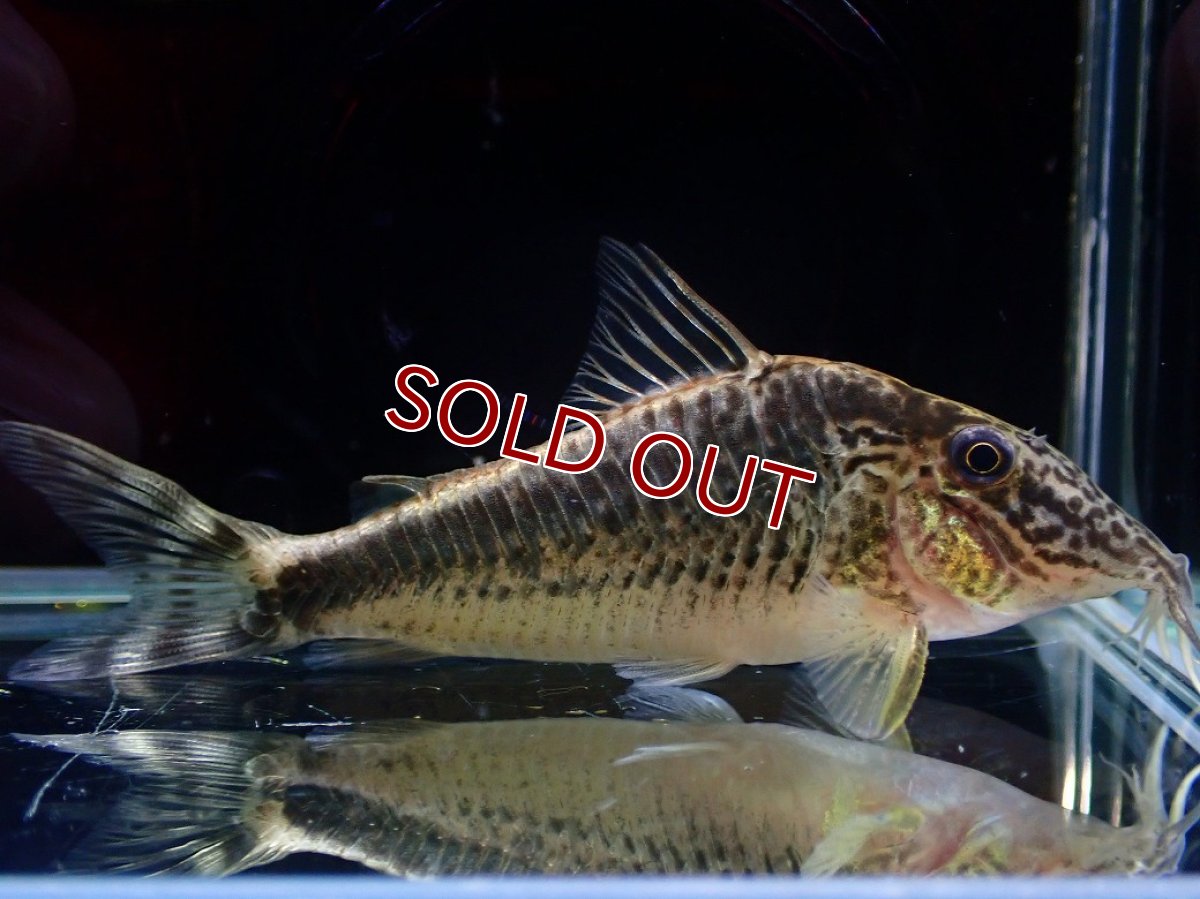 画像1: 【淡水魚】【通販】激レア コリドラス sp ナルク コロンビア産 ワイルド【１匹 サンプル画像】(±7cm)(コリドラス)(生体)(熱帯魚)NKCR (1)