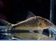 画像1: 【淡水魚】【通販】激レア コリドラス sp ナルク コロンビア産 ワイルド【１匹 サンプル画像】(±7cm)(コリドラス)(生体)(熱帯魚)NKCR (1)