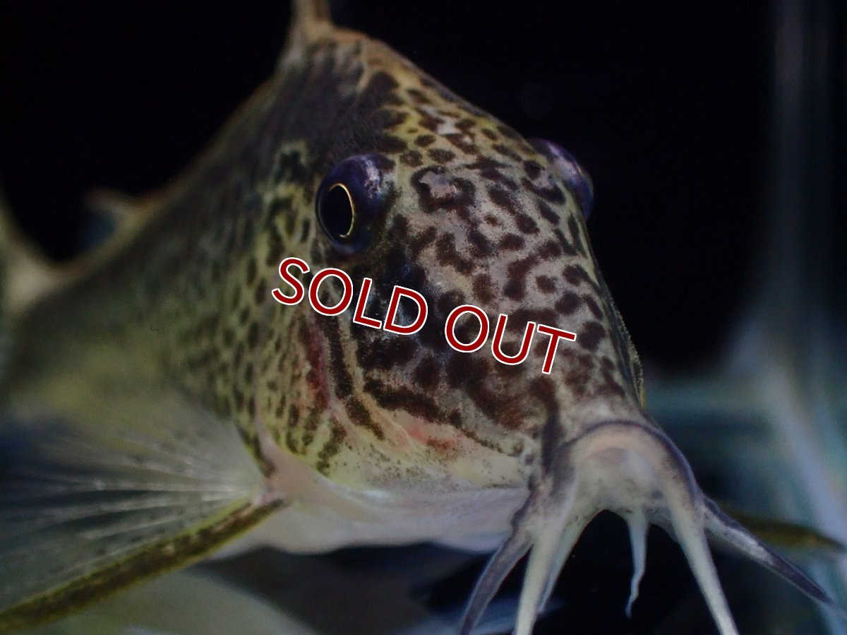 画像2: 【淡水魚】【通販】激レア コリドラス sp ナルク コロンビア産 ワイルド【１匹 サンプル画像】(±7cm)(コリドラス)(生体)(熱帯魚)NKCR (2)