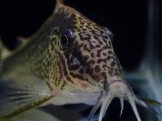 画像2: 【淡水魚】【通販】激レア コリドラス sp ナルク コロンビア産 ワイルド【１匹 サンプル画像】(±7cm)(コリドラス)(生体)(熱帯魚)NKCR (2)