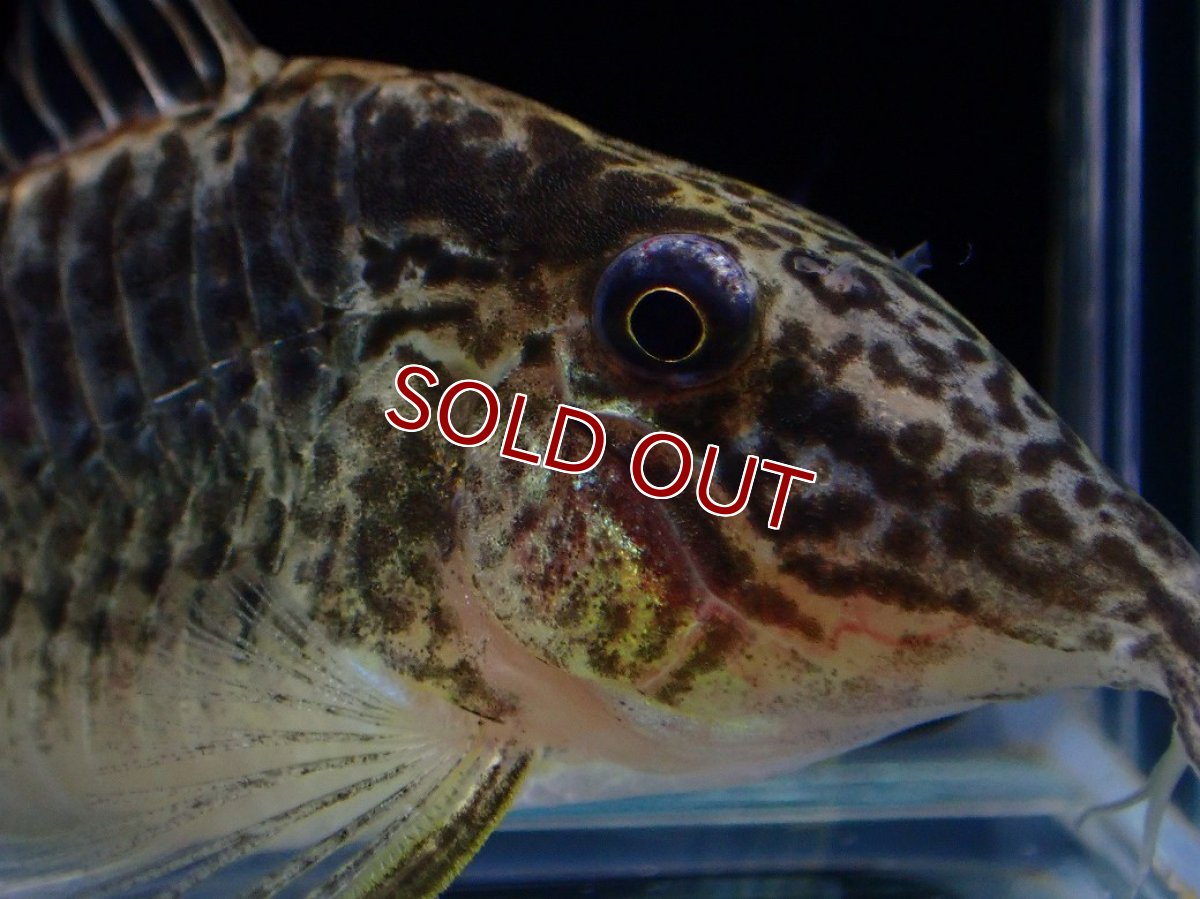 画像3: 【淡水魚】【通販】激レア コリドラス sp ナルク コロンビア産 ワイルド【１匹 サンプル画像】(±7cm)(コリドラス)(生体)(熱帯魚)NKCR (3)