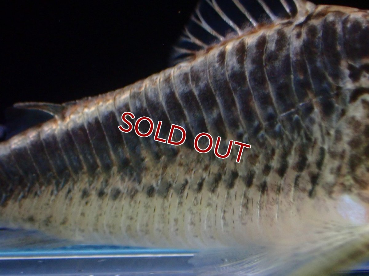 画像4: 【淡水魚】【通販】激レア コリドラス sp ナルク コロンビア産 ワイルド【１匹 サンプル画像】(±7cm)(コリドラス)(生体)(熱帯魚)NKCR (4)