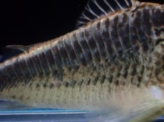 画像4: 【淡水魚】【通販】激レア コリドラス sp ナルク コロンビア産 ワイルド【１匹 サンプル画像】(±7cm)(コリドラス)(生体)(熱帯魚)NKCR (4)