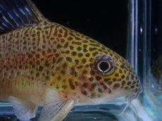 画像2: 【淡水魚】【通販】レア種 リアル コリドラス プンクタータス マロニリバー産 ワイルド【１匹 サンプル画像】(±5cm)(生体)(熱帯魚)NKCR (2)
