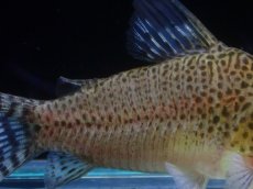 画像3: 【淡水魚】【通販】レア種 リアル コリドラス プンクタータス マロニリバー産 ワイルド【１匹 サンプル画像】(±5cm)(生体)(熱帯魚)NKCR (3)