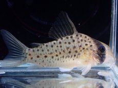 画像1: 【決算セール クーポンご利用で更に10％OFF対象商品】【淡水魚】【通販】レア種 コリドラス アトロペルソナータス ビッグスポット ペルー産 ワイルド【１匹 サンプル画像】±4cm(生体)(熱帯魚)NKCR (1)